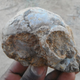 The Alesi skull after some sandstone rock was partially removed. (Image: Christopher Kiarie)